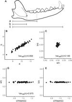 Measuring the Magnitude of Morphological Integration: The Effect of Differences in Morphometric Representations and the Inclusion of Size