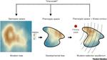 Disentangling variational bias: the roles of development, mutation, and selection