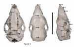 A case study of extant and extinct Xenarthra cranium covariance structure: implications and applications to paleontology